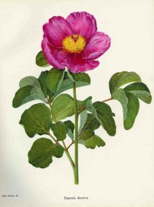 paeonia113a